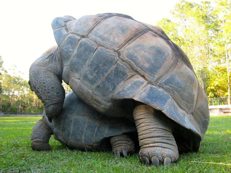 Aldabra Breeders