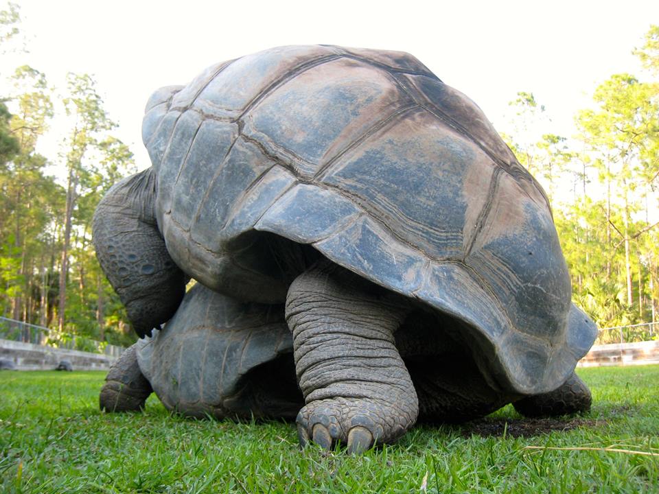 Aldabra Breeders