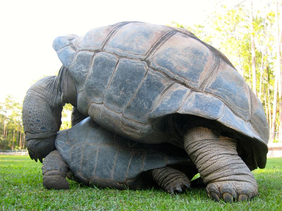 Aldabra Breeders