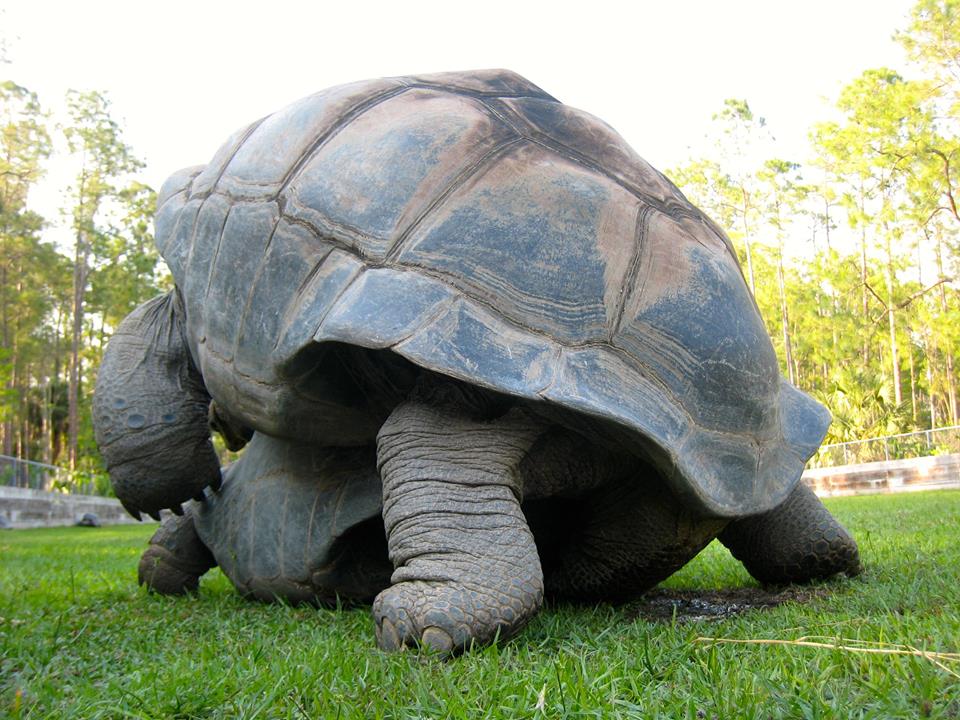 Aldabra Breeders