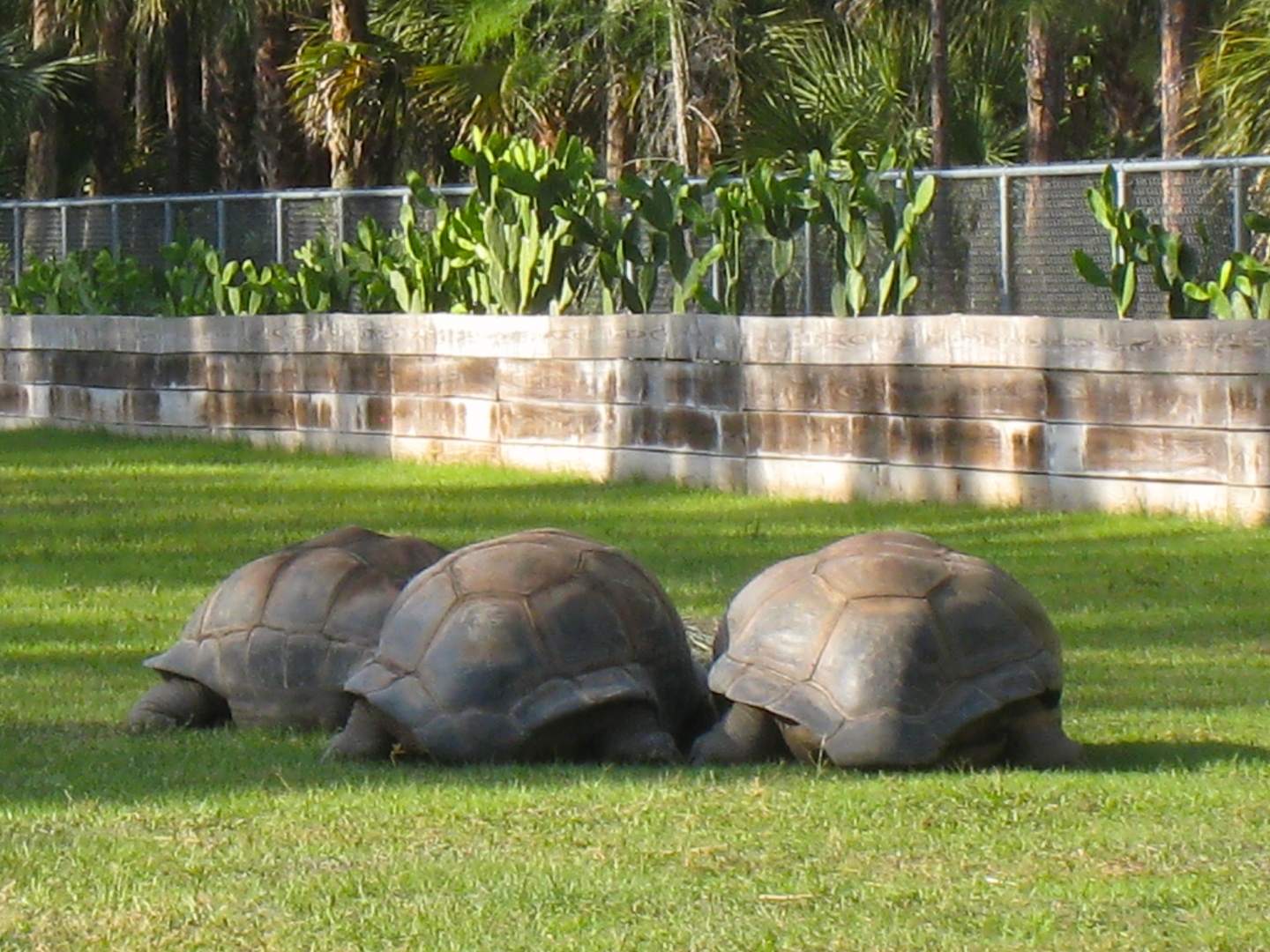 Aldabra Breeders
