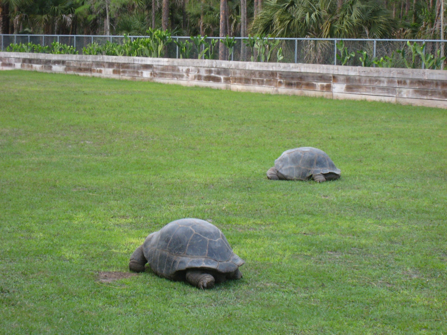 Aldabra Breeders