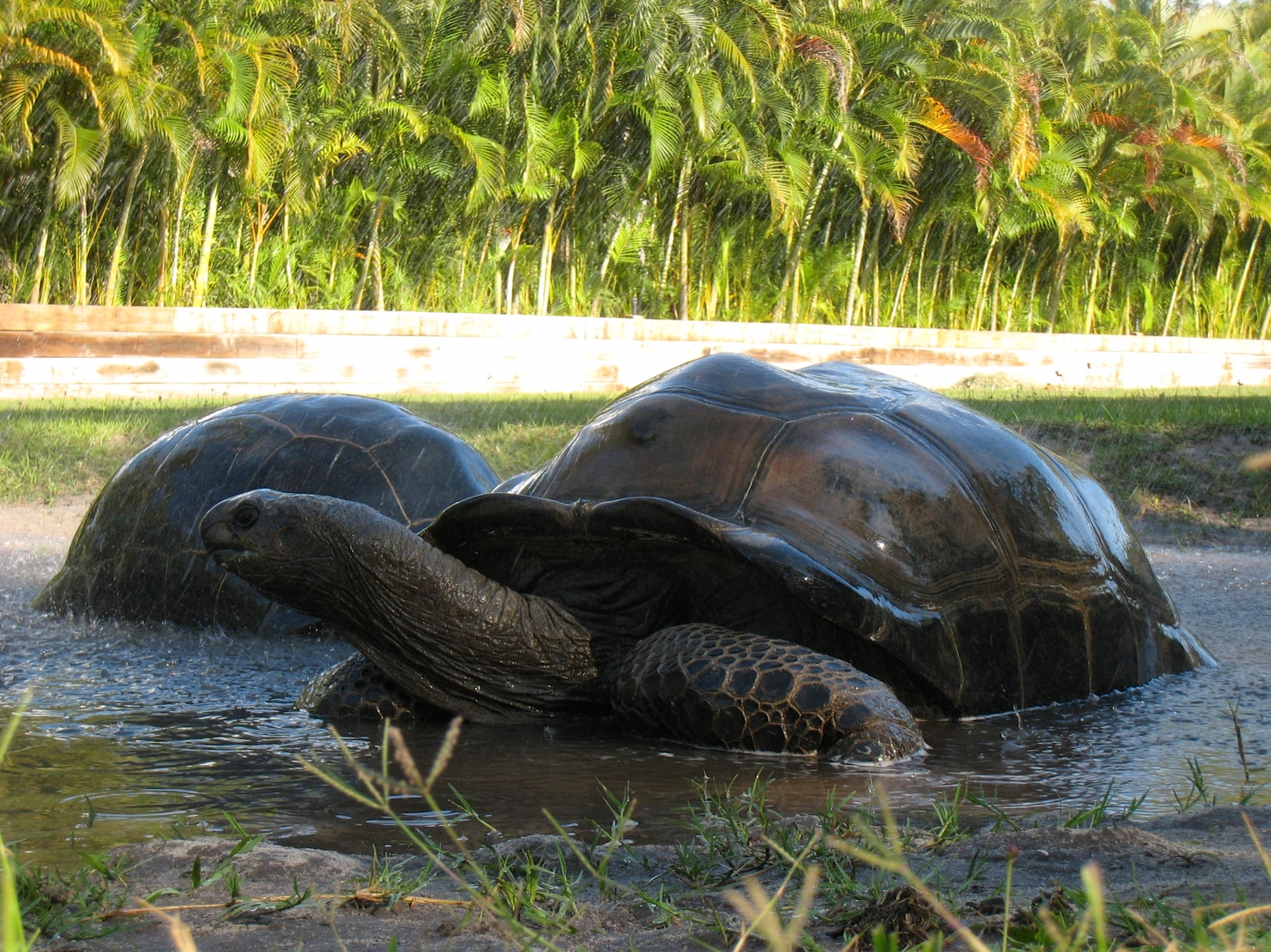 Aldabra Breeders