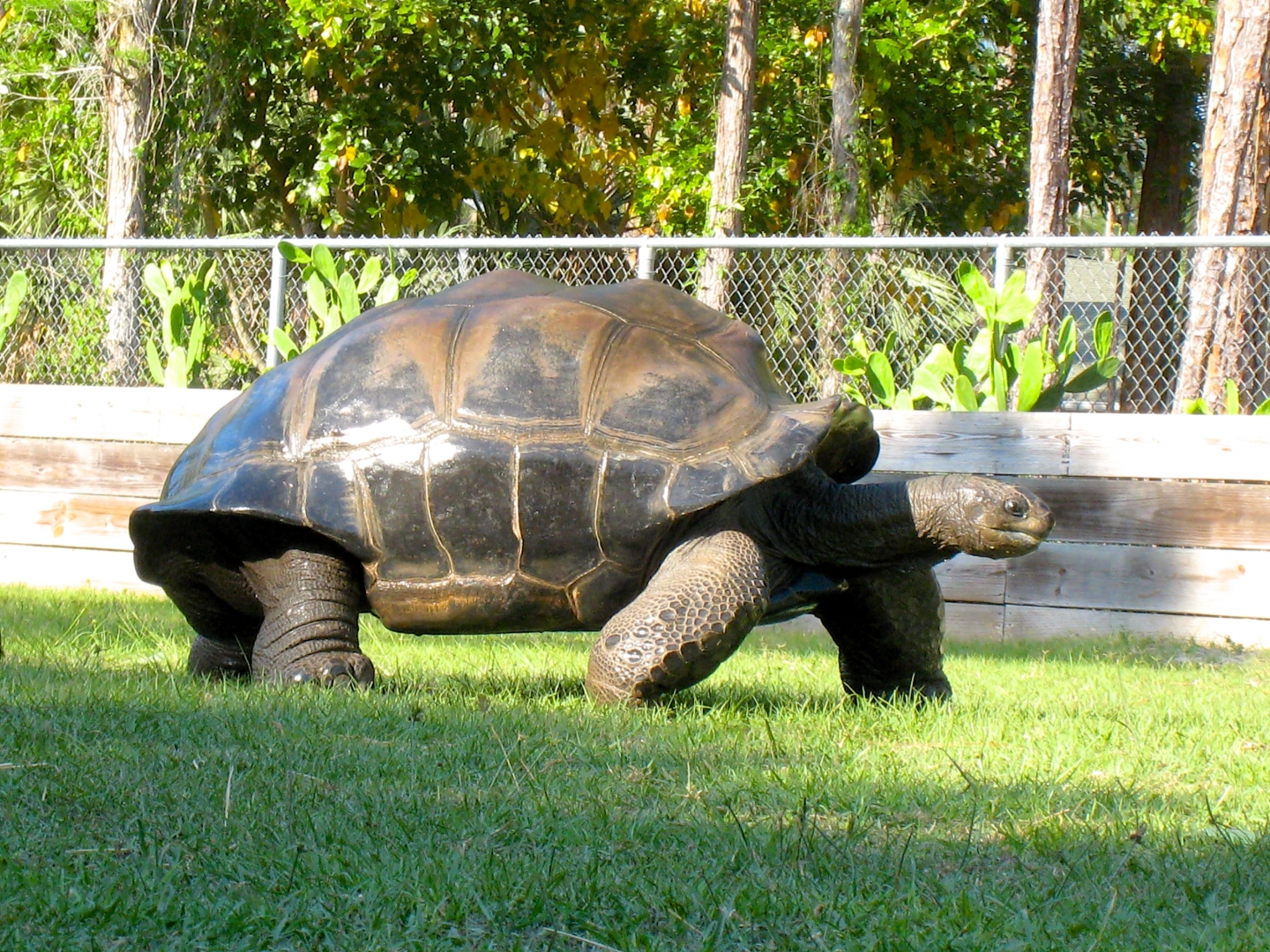 Aldabra Breeders