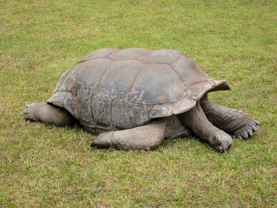Aldabra Breeders