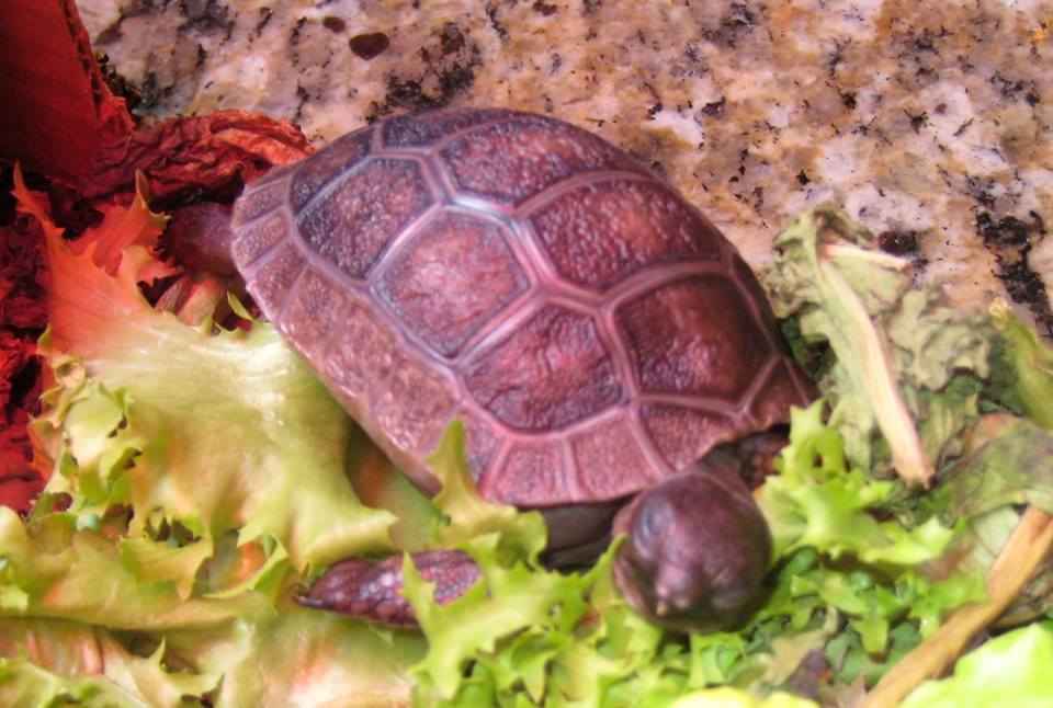 Aldabra Breeders