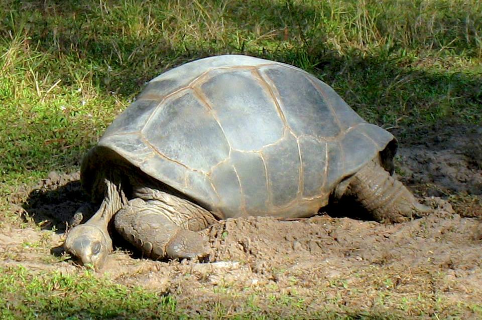 Aldabra Breeders