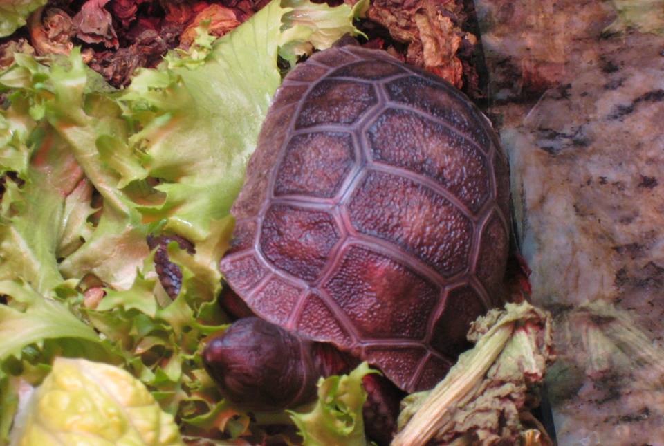 Aldabra Breeders