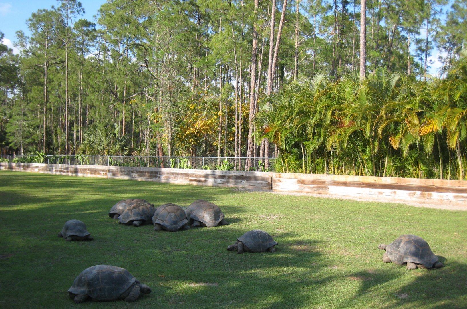 Aldabra Breeders