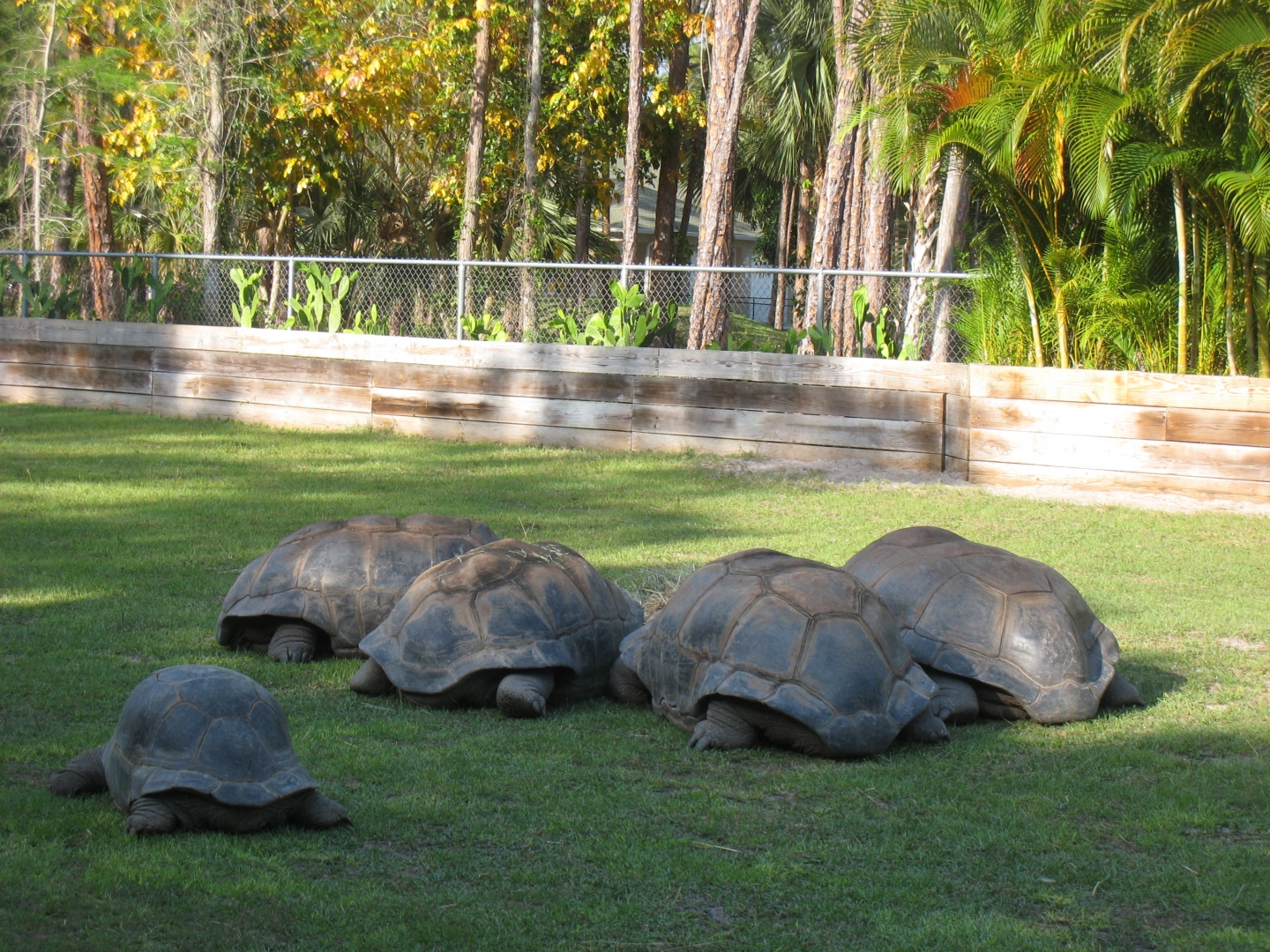 Aldabra Breeders