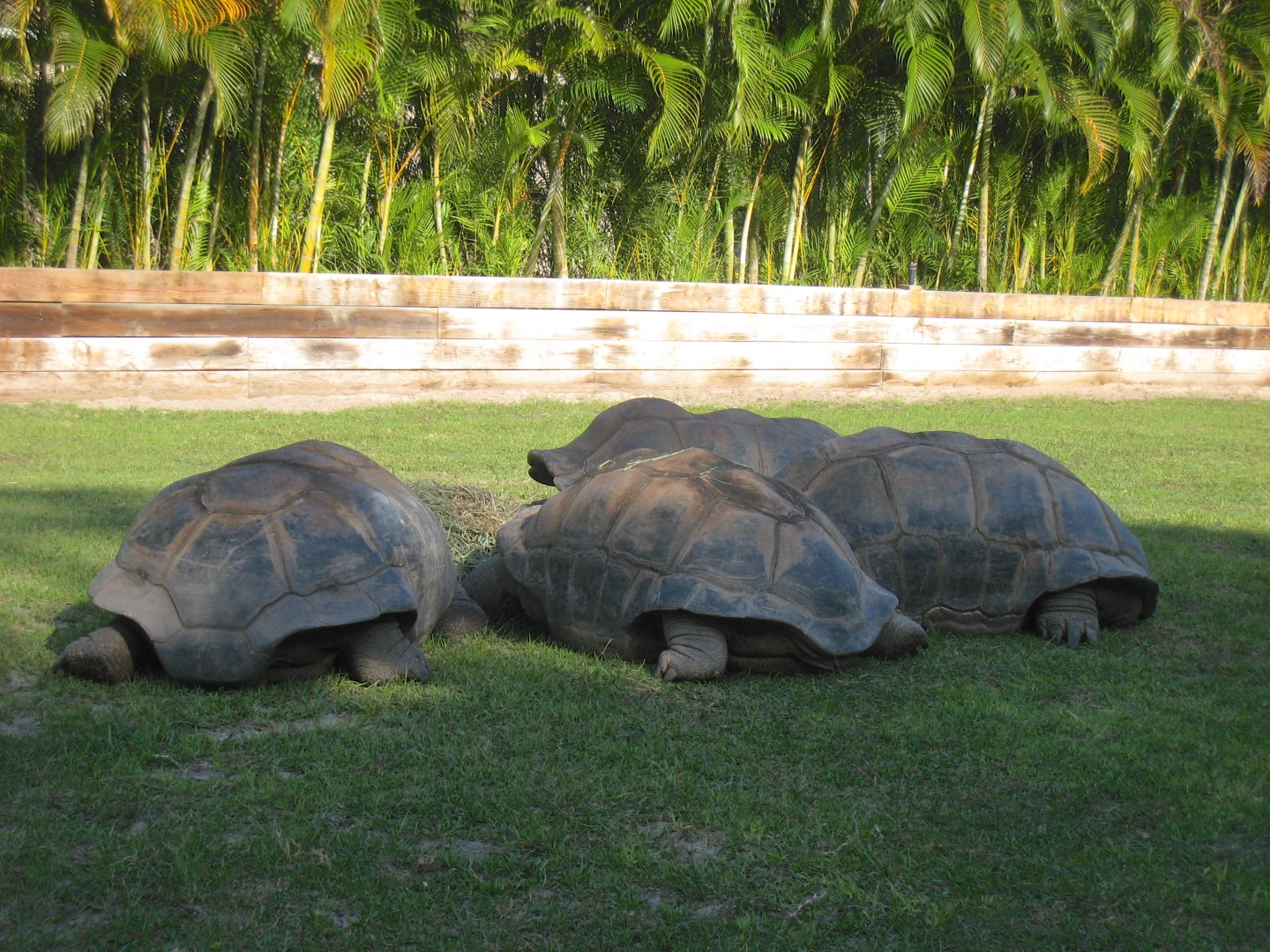 Aldabra Breeders