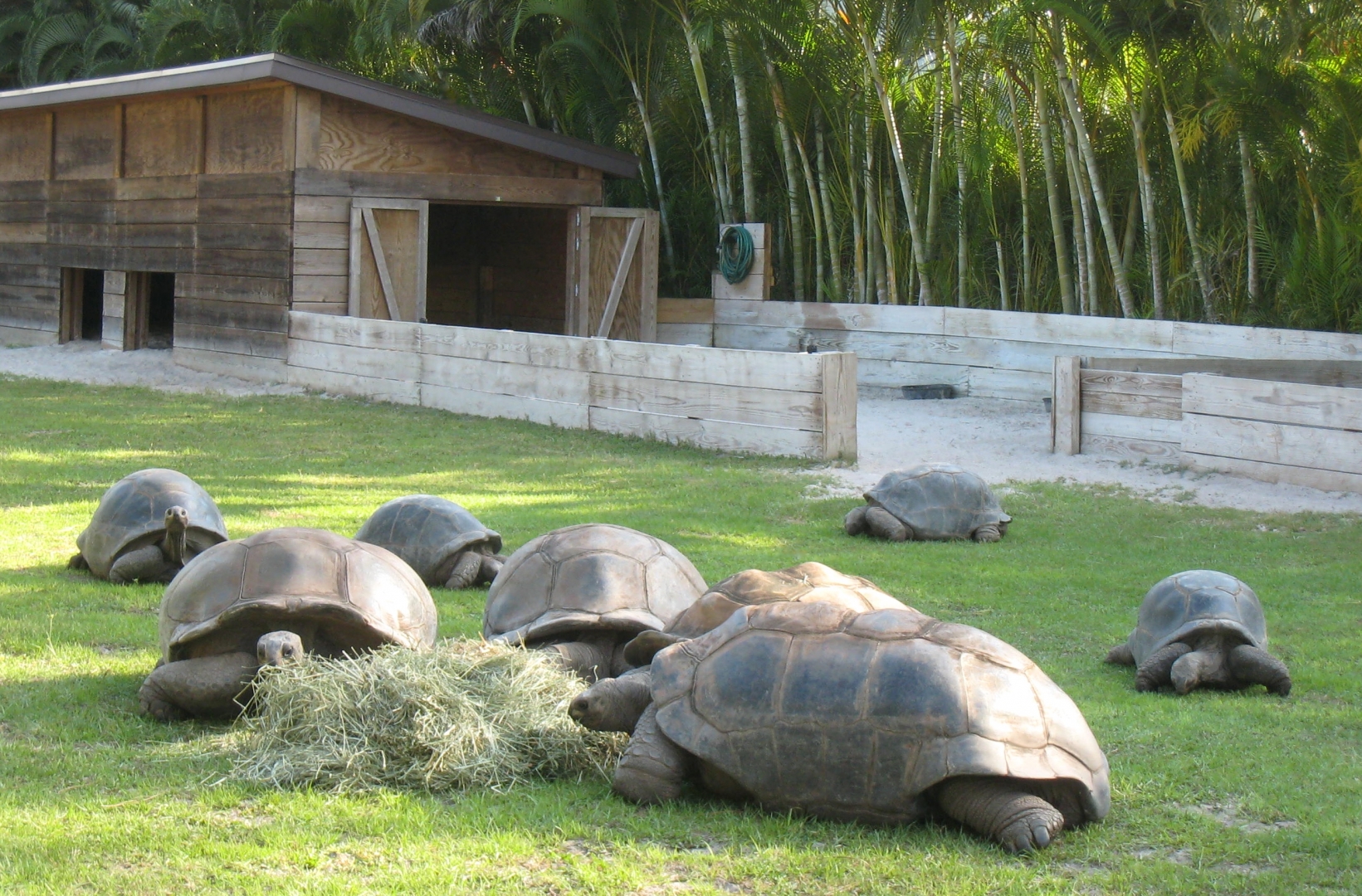 Aldabra Breeders