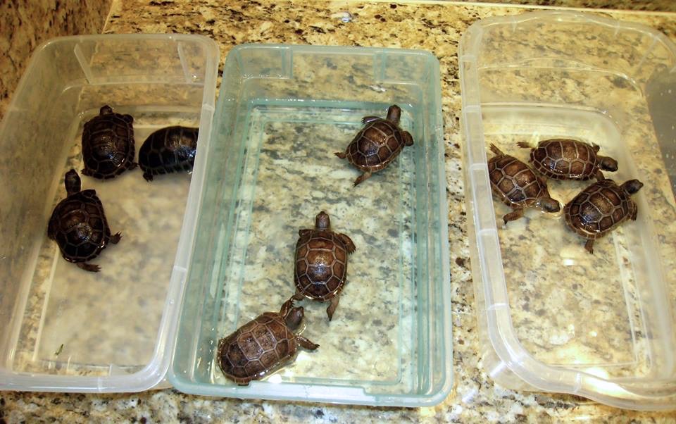 Aldabra Breeders