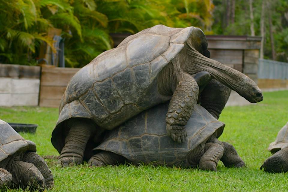 Aldabra Breeders