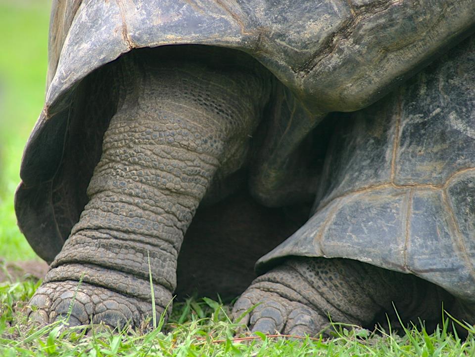 Aldabra Breeders