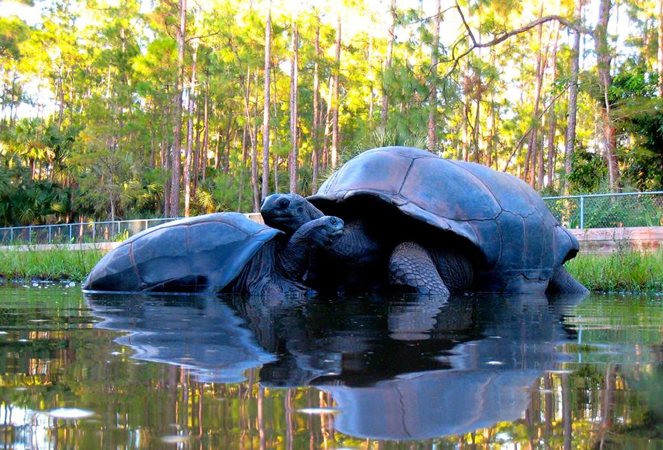 Aldabra Breeders