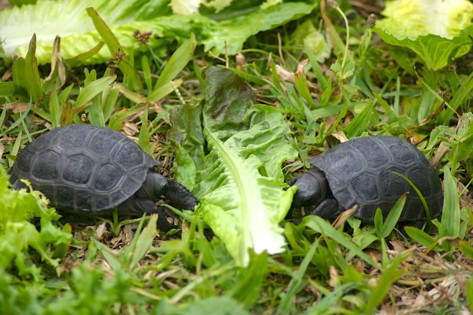 Aldabra Breeders