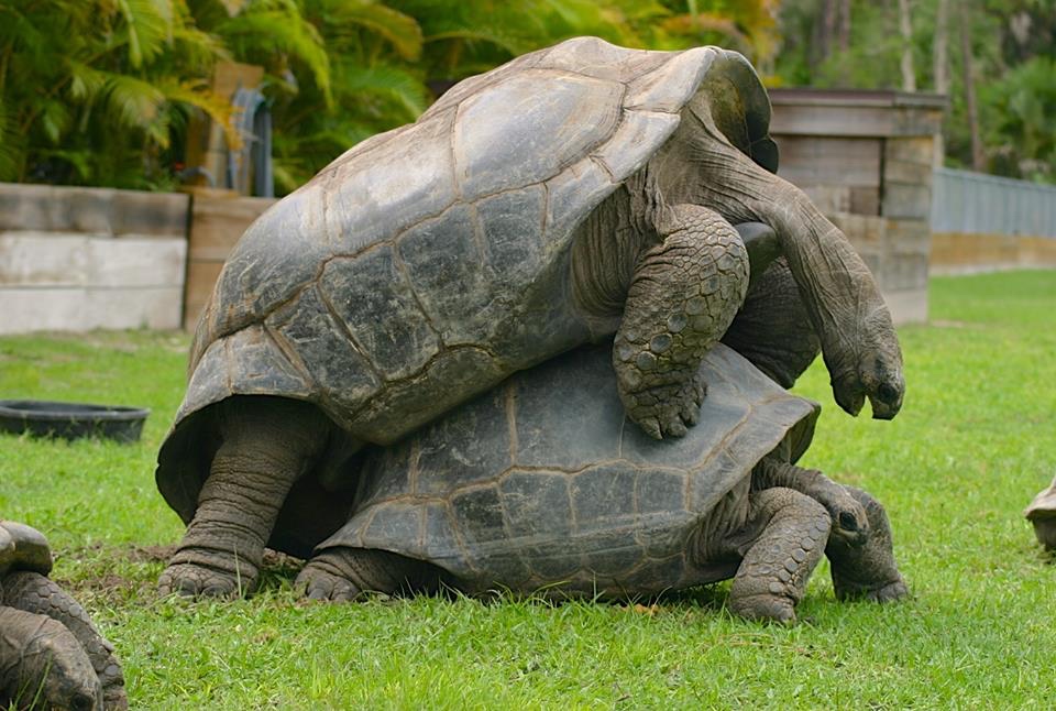 Aldabra Breeders