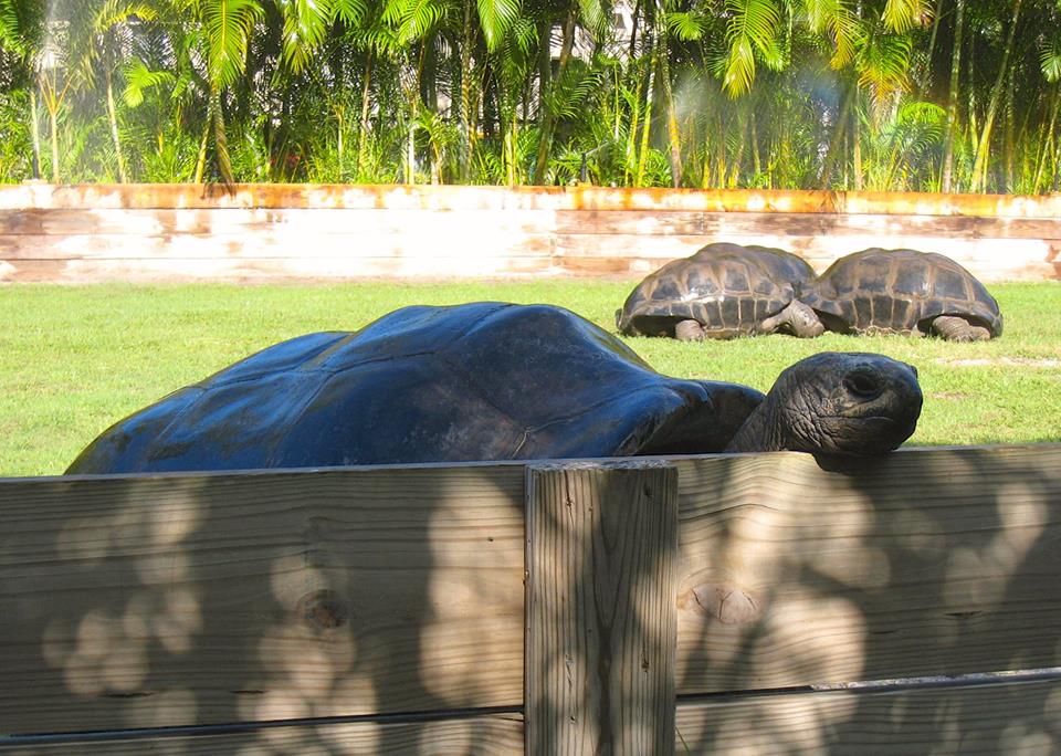 Aldabra Breeders