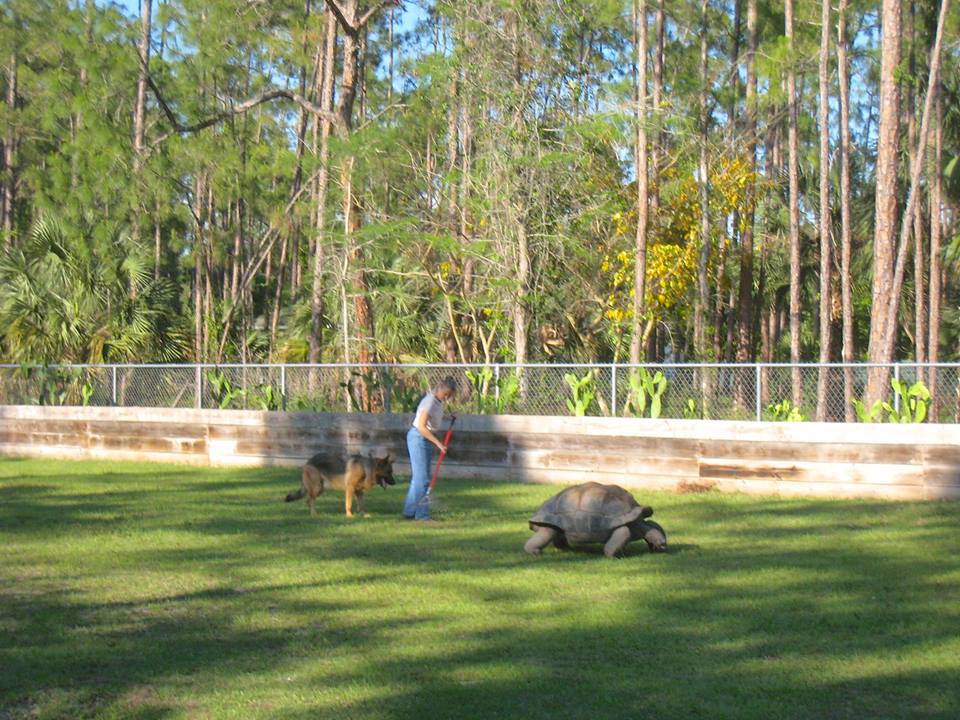 Aldabra Breeders