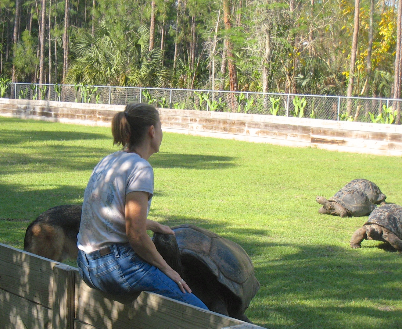 Aldabra Breeders