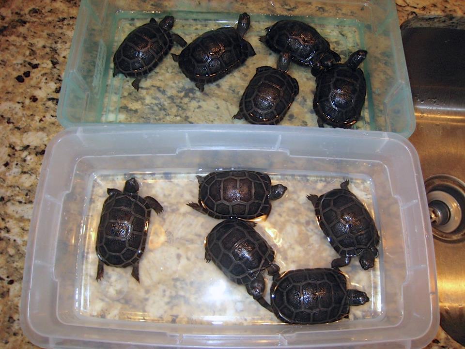 Aldabra Breeders