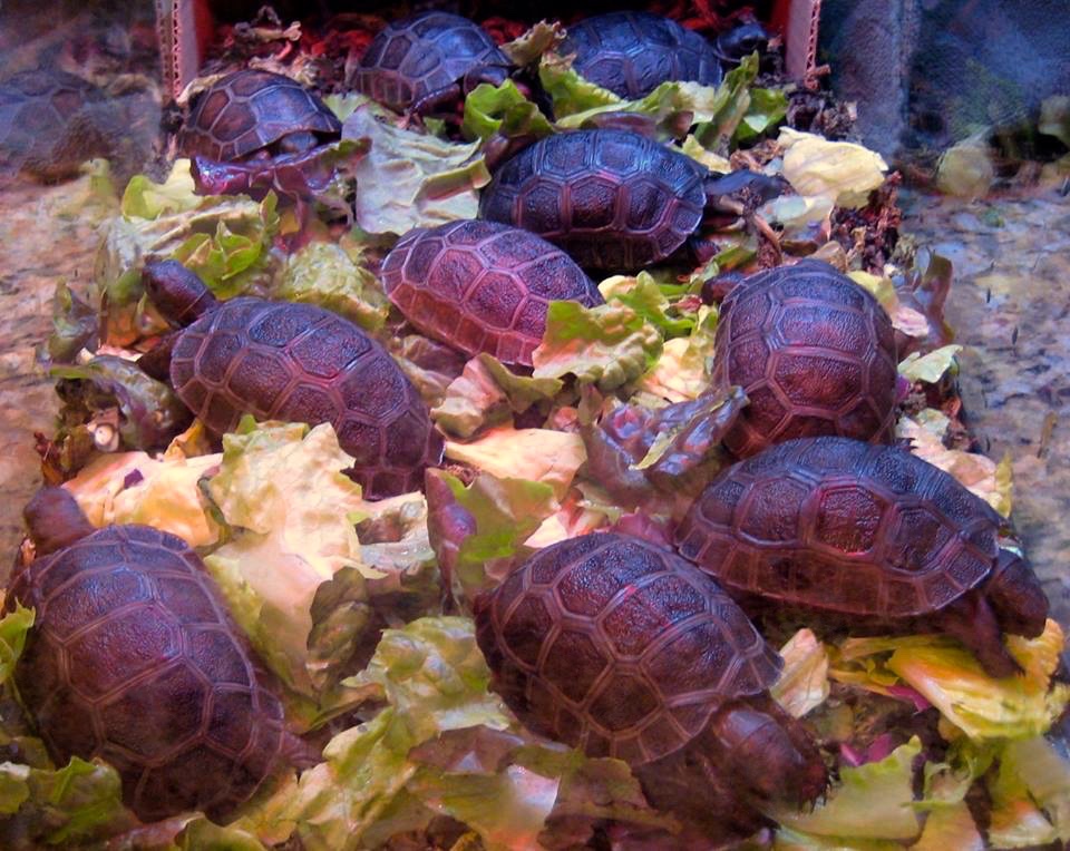 Aldabra Breeders