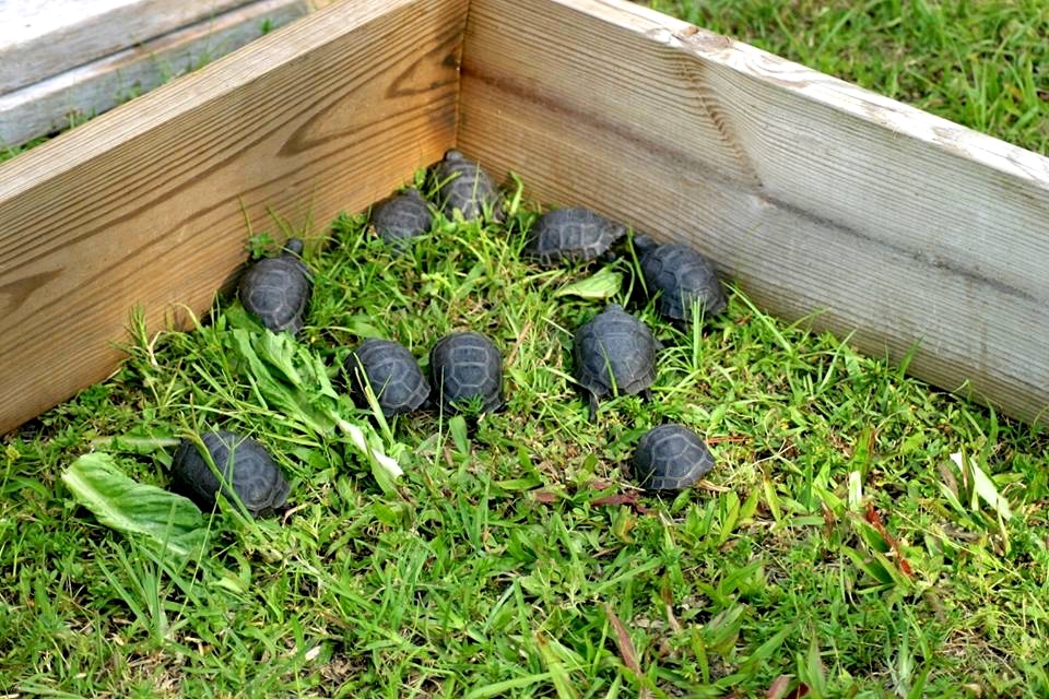 Aldabra Breeders