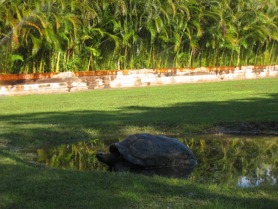 Aldabra Breeders