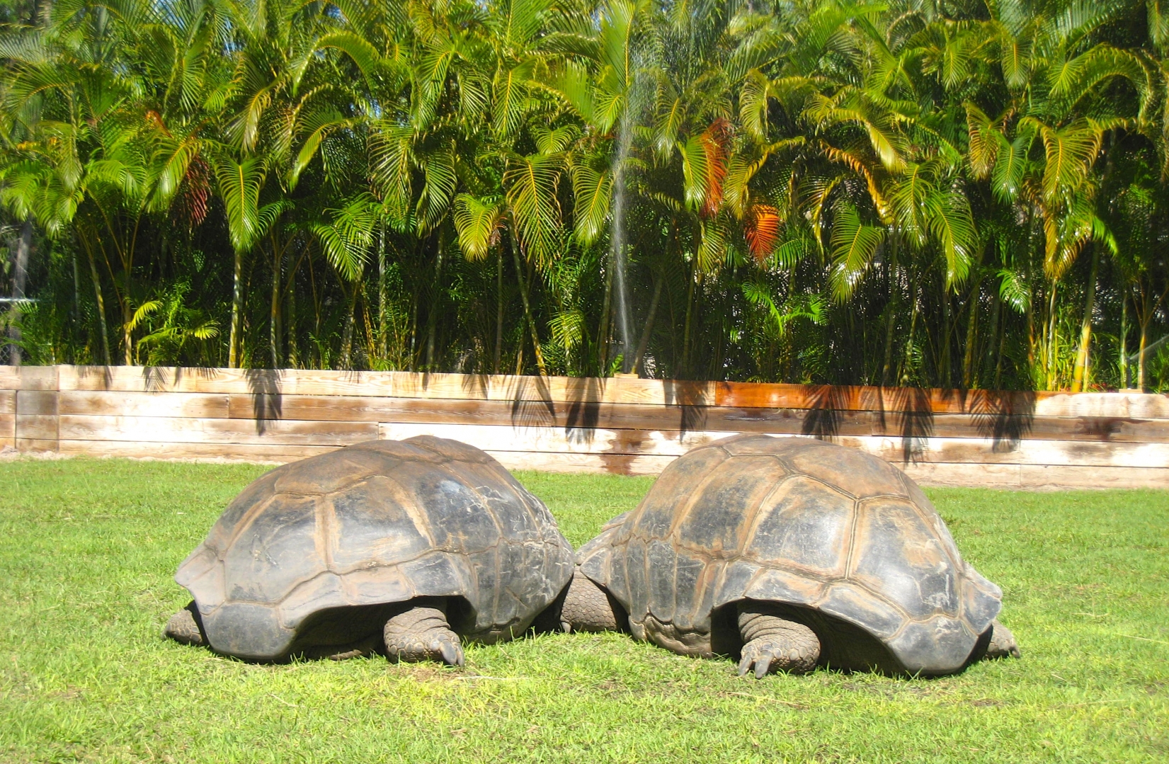 Aldabra Breeders