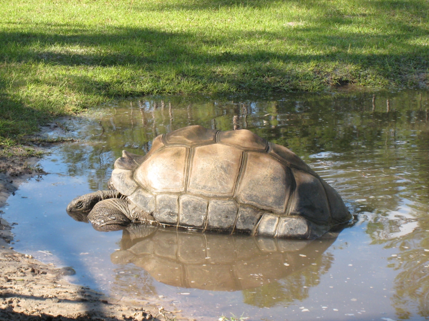 Aldabra Breeders