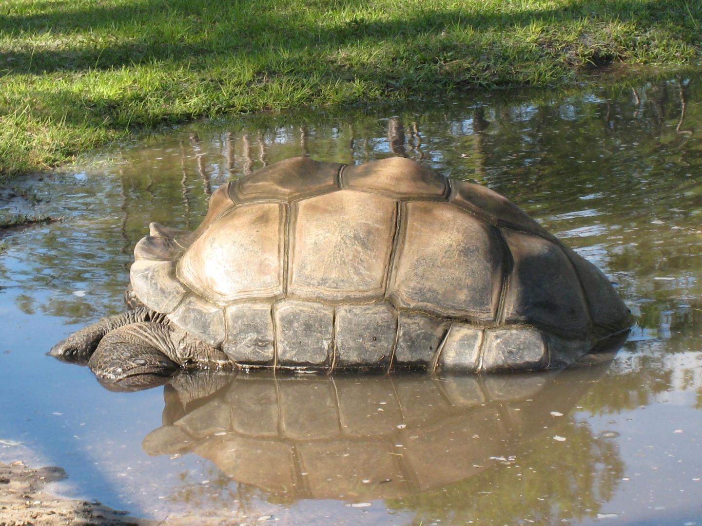 Aldabra Breeders
