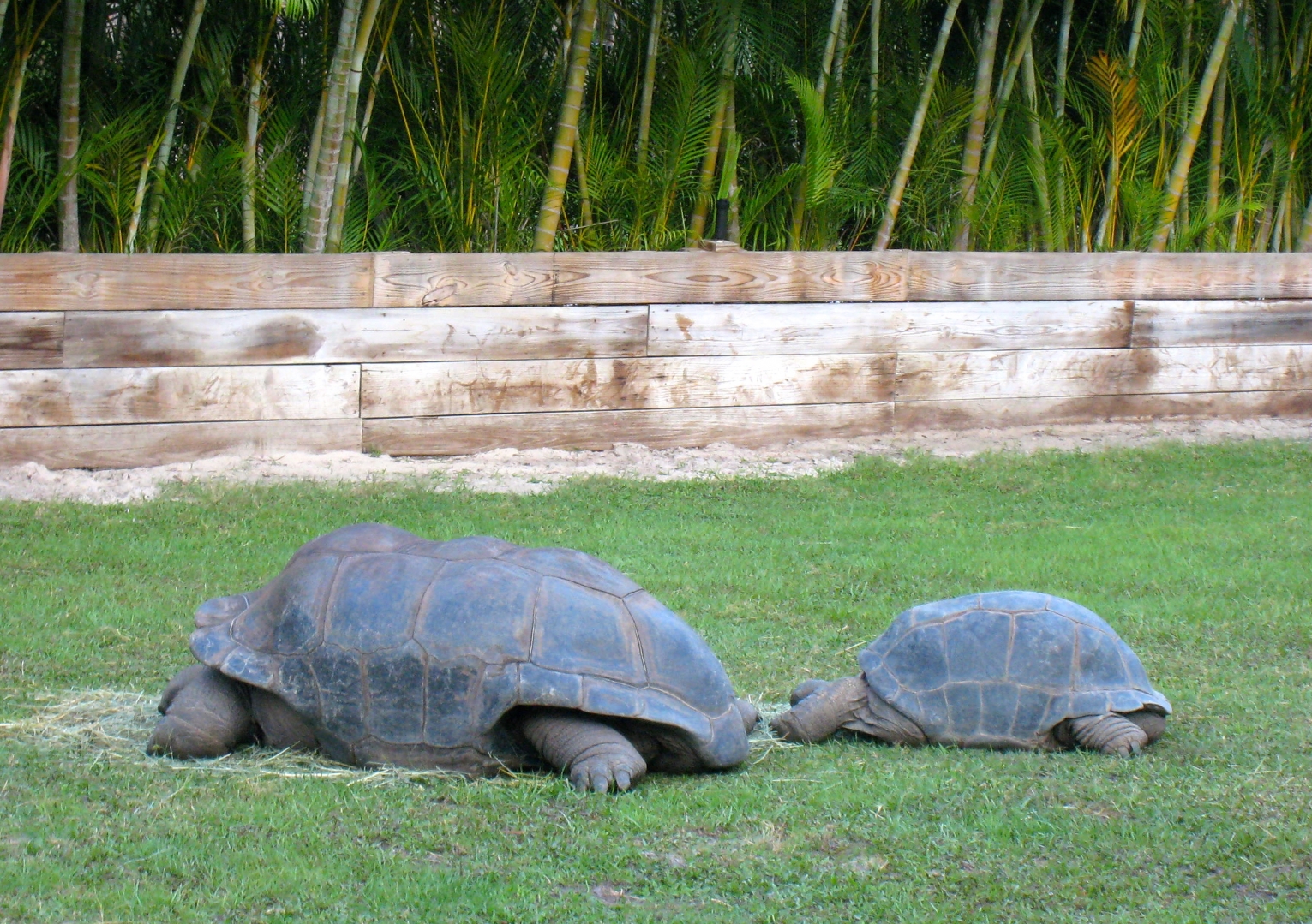 Aldabra Breeders