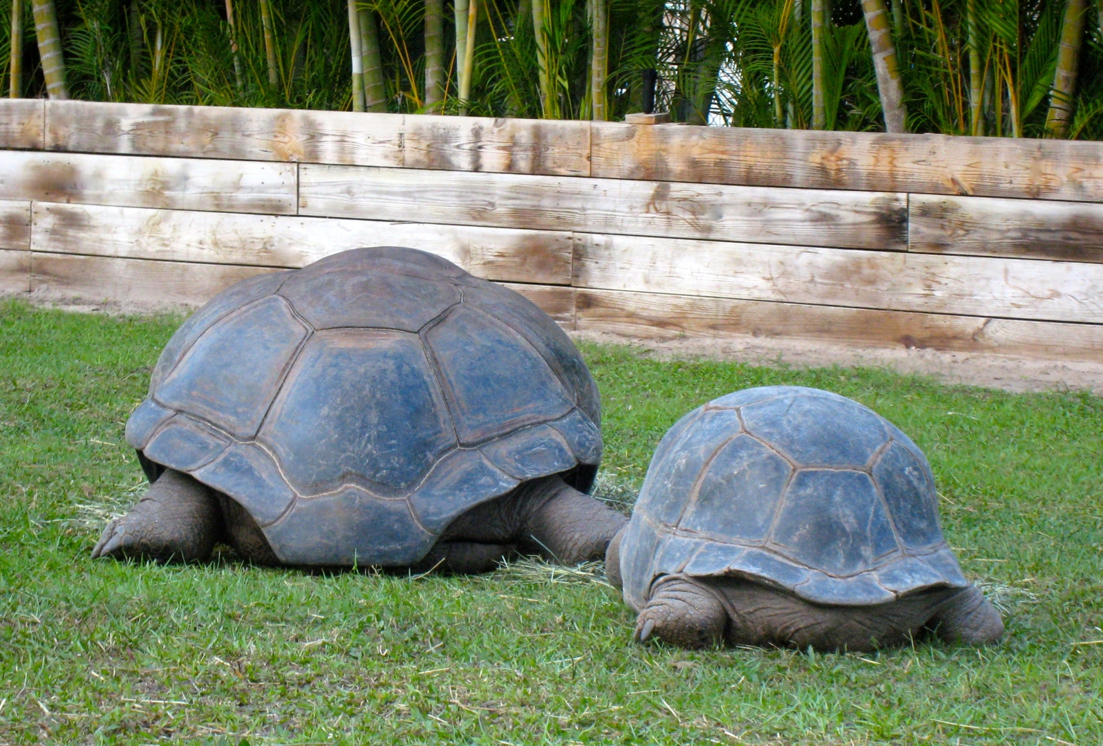 Aldabra Breeders
