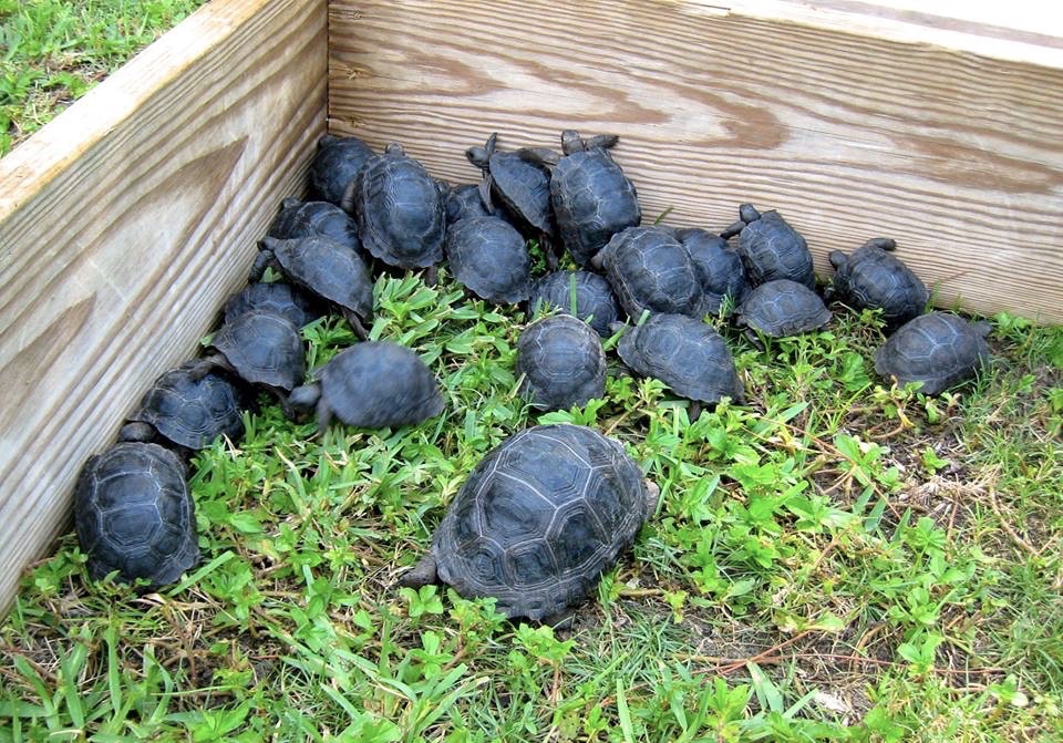 Aldabra Breeders