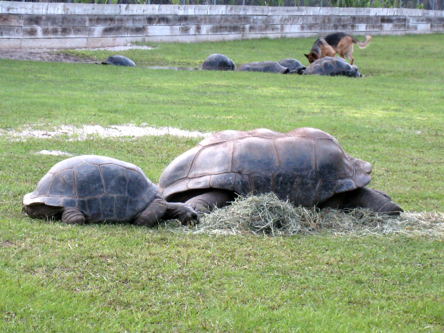 Aldabra Breeders