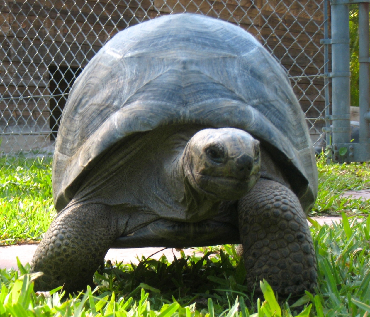 Aldabra Breeders