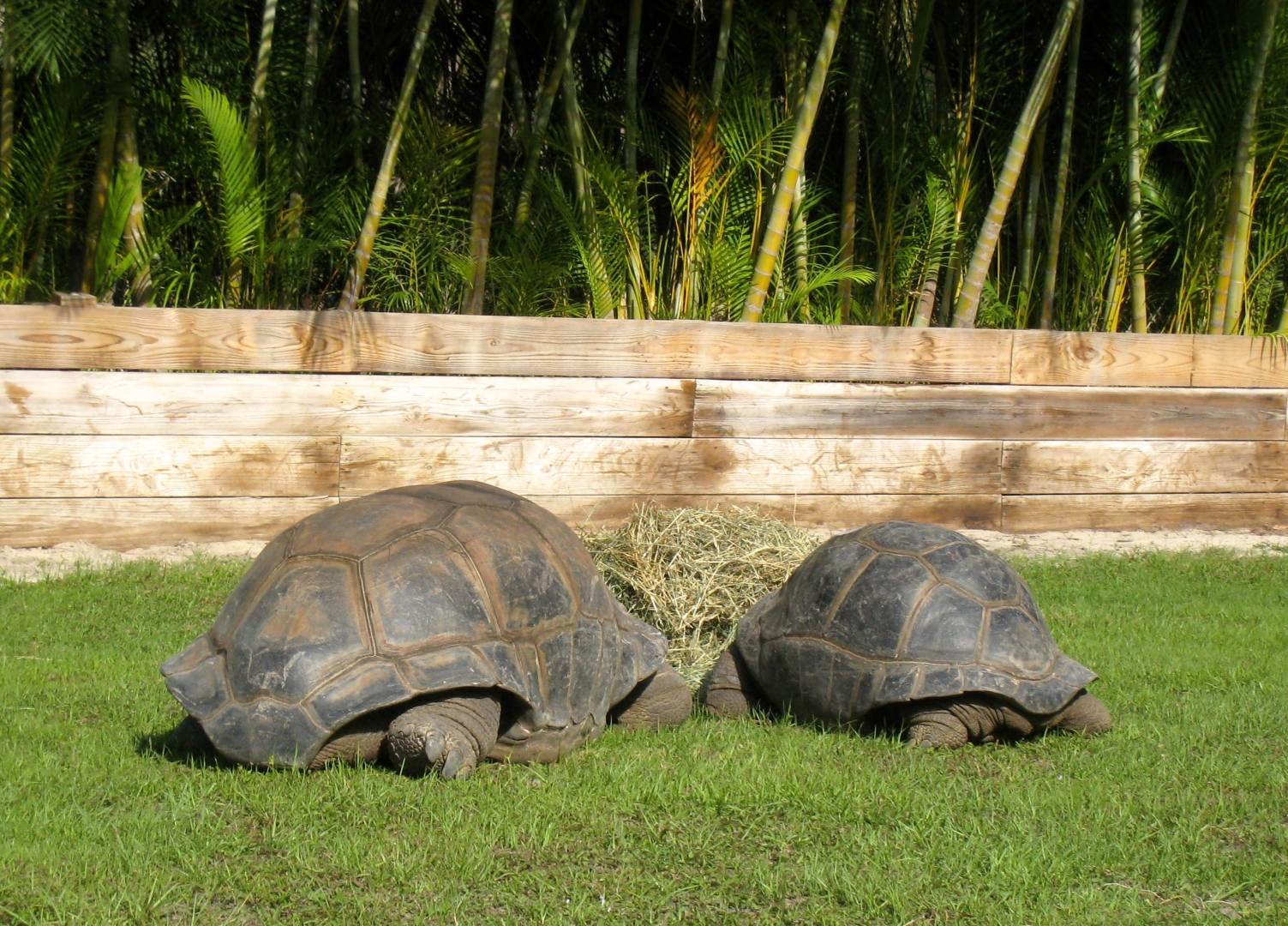 Aldabra Breeders
