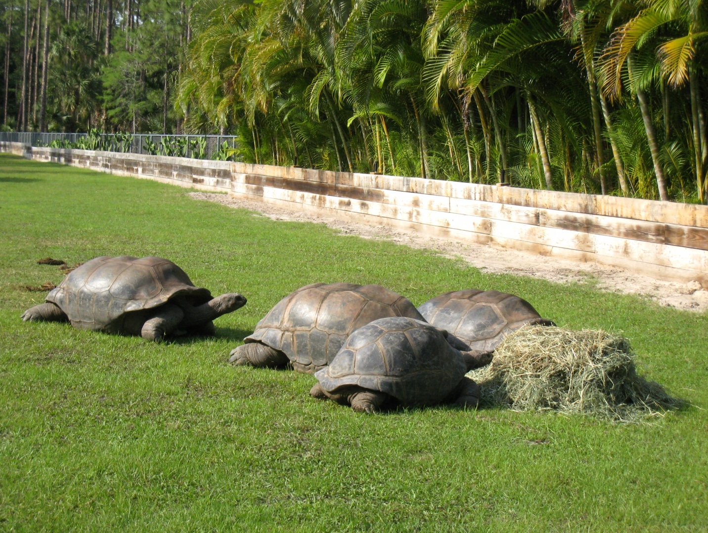 Aldabra Breeders