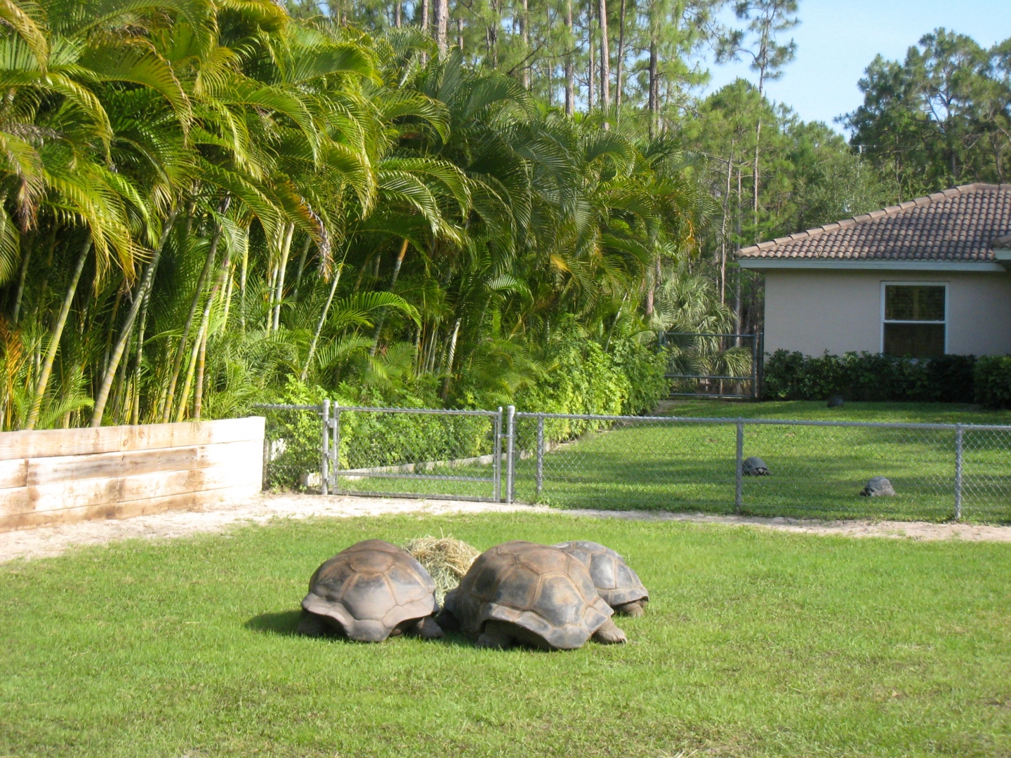 Aldabra Breeders