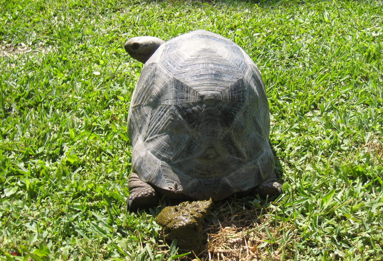 Aldabra Breeders