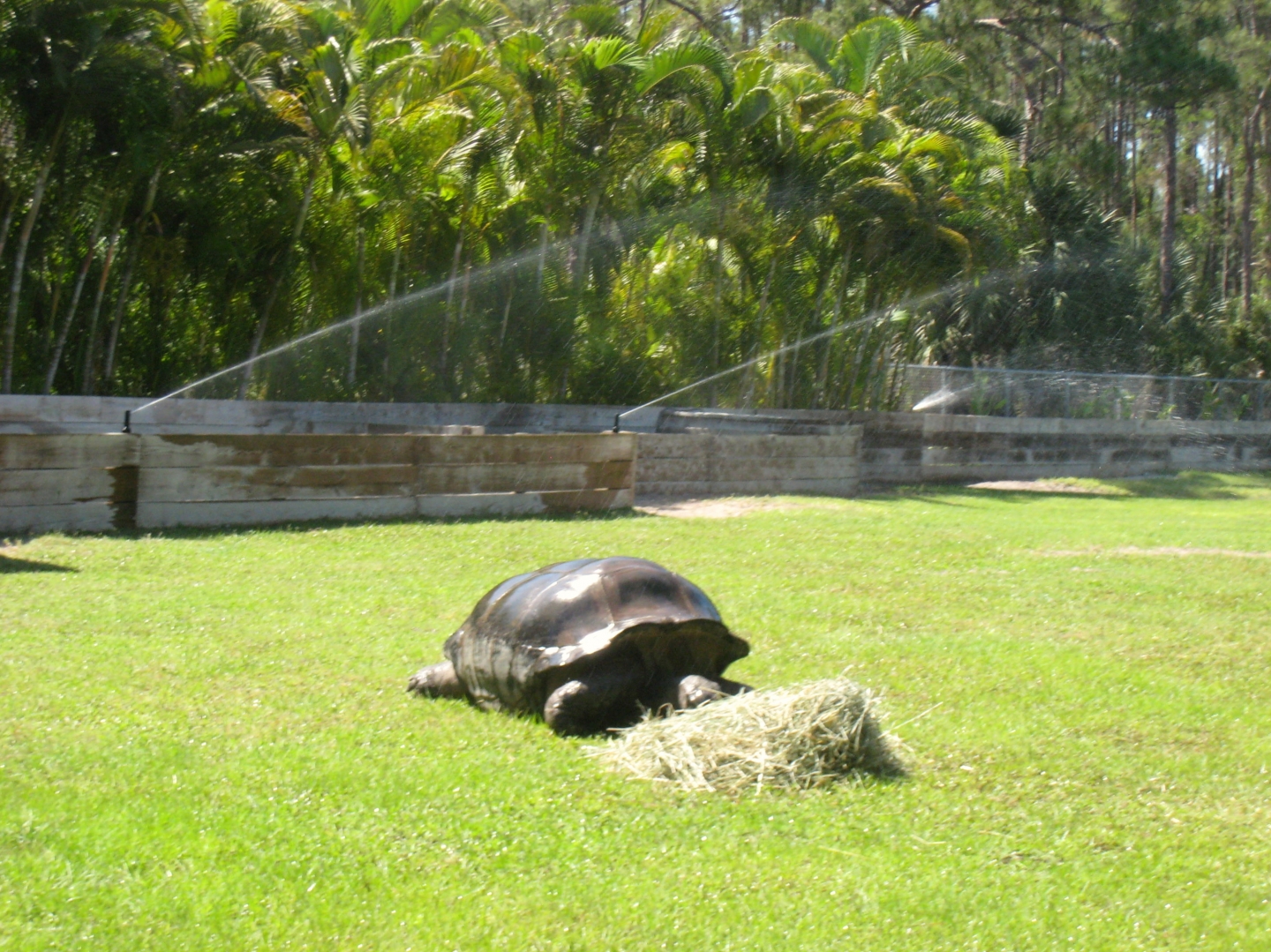 Aldabra Breeders