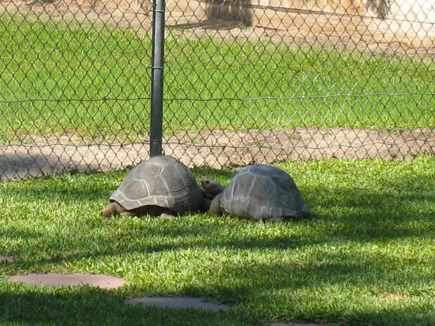 Aldabra Breeders