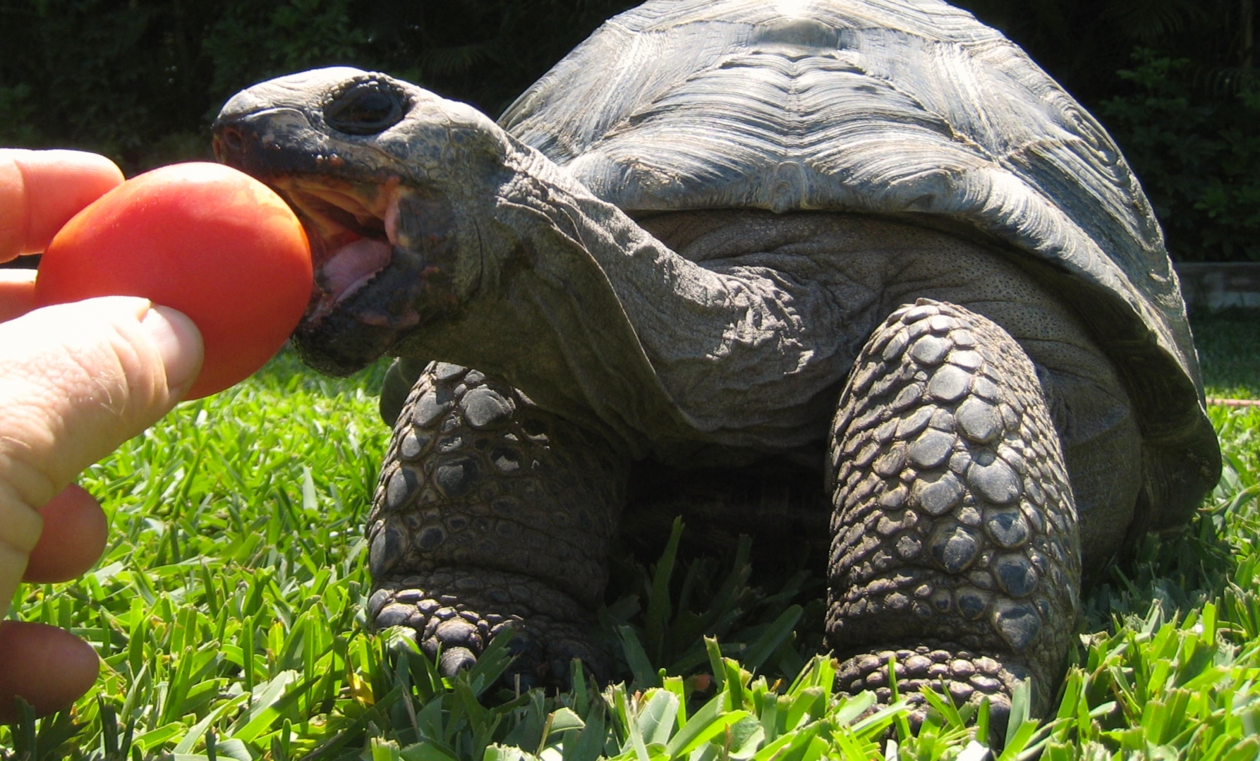 Aldabra Breeders