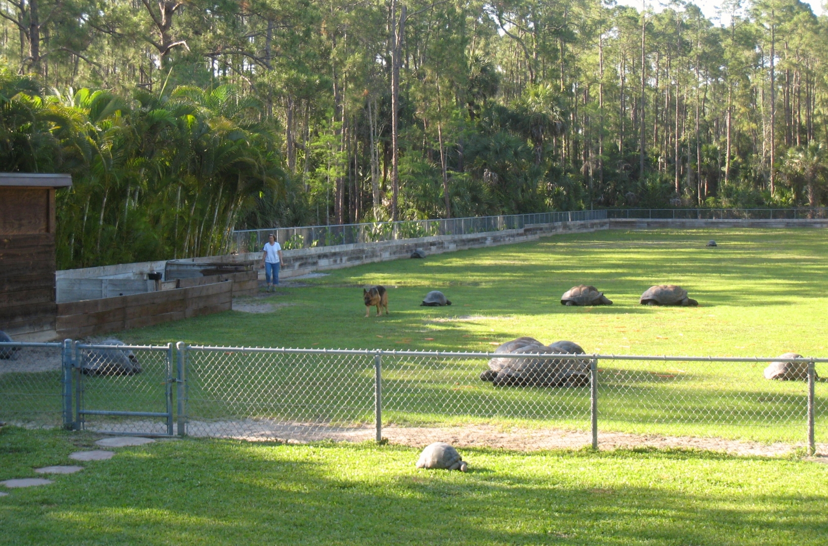 Aldabra Breeders