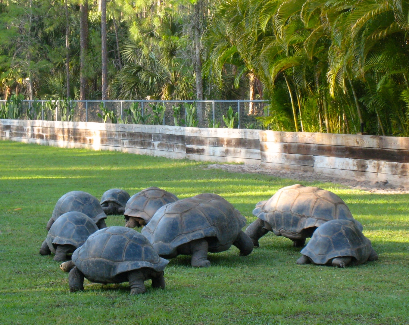 Aldabra Breeders