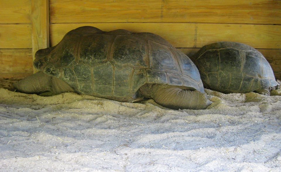 Aldabra Breeders