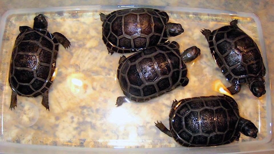 Aldabra Breeders