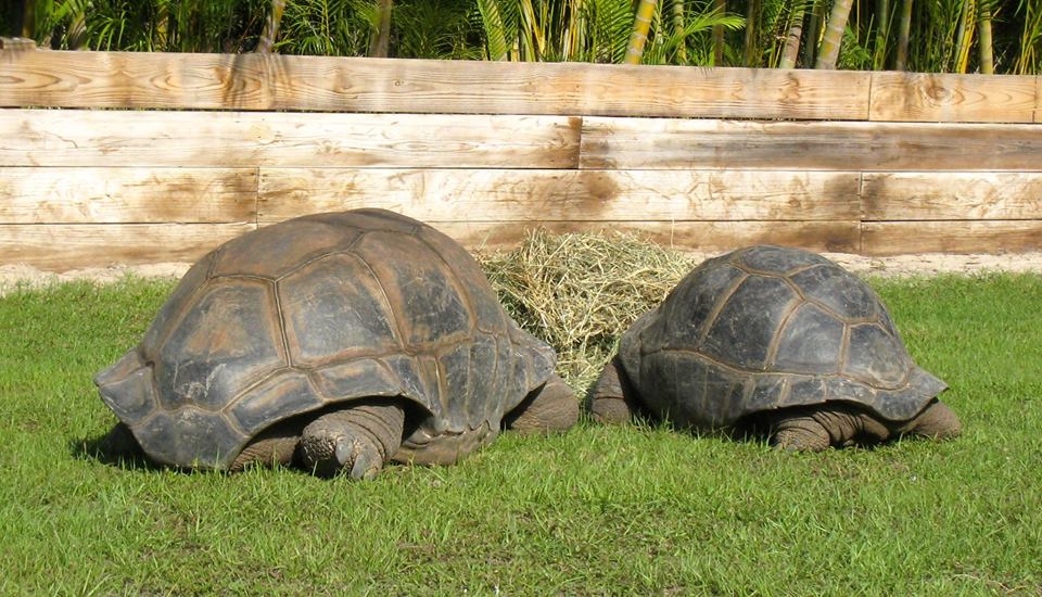 Aldabra Breeders
