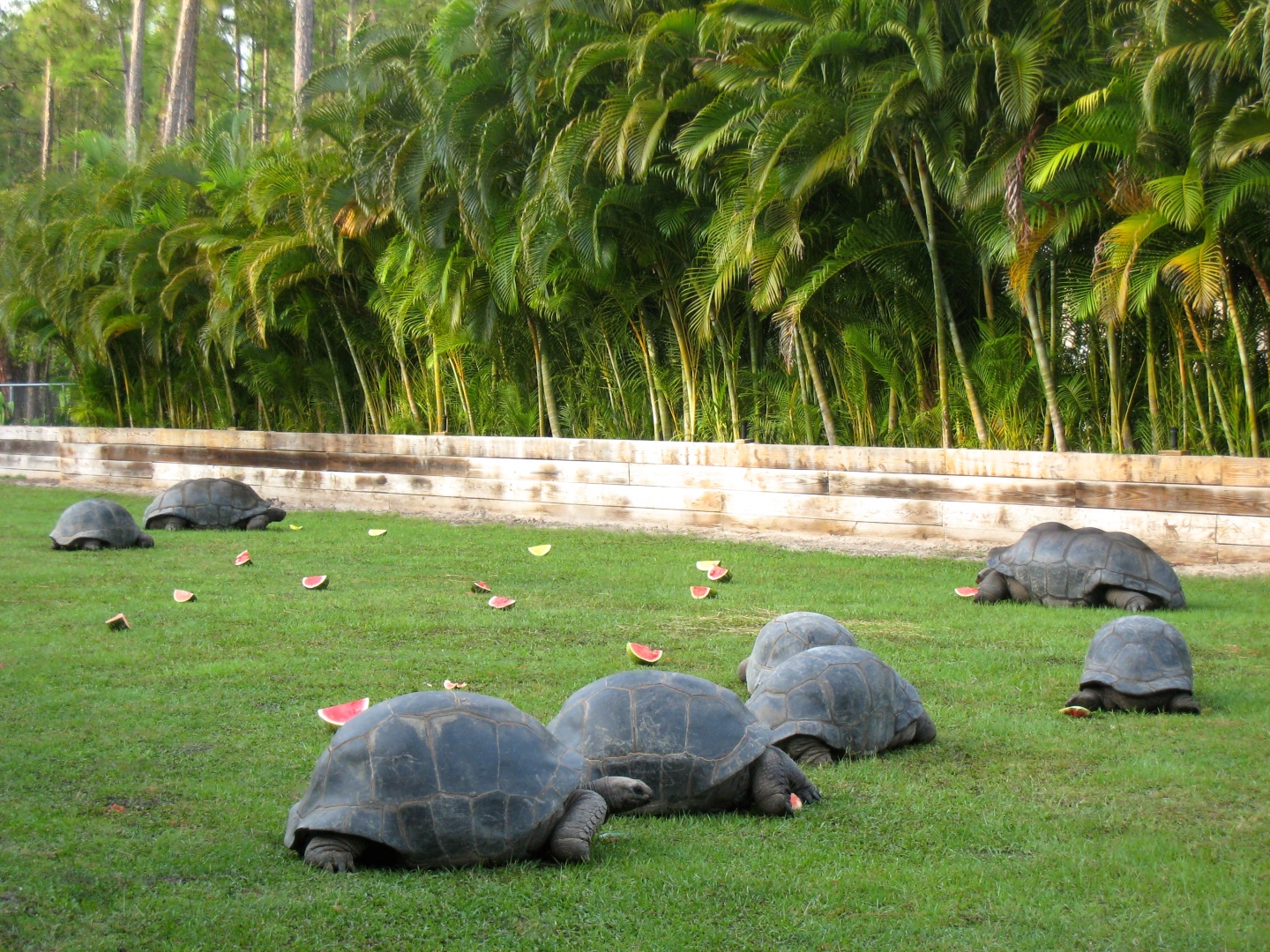Aldabra Breeders